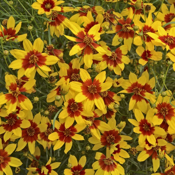Coreopsis 'Curry Up' 